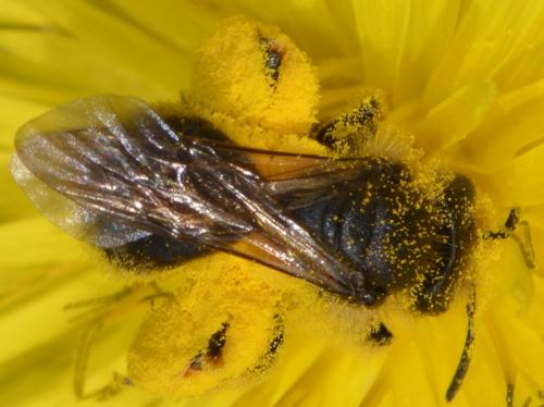 Andrena sp.